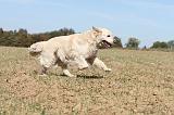 GOLDEN RETRIEVER 140